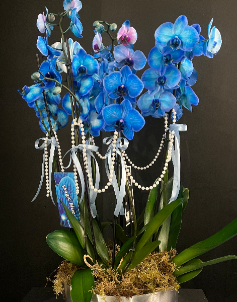4 Dal Mavi Orkide